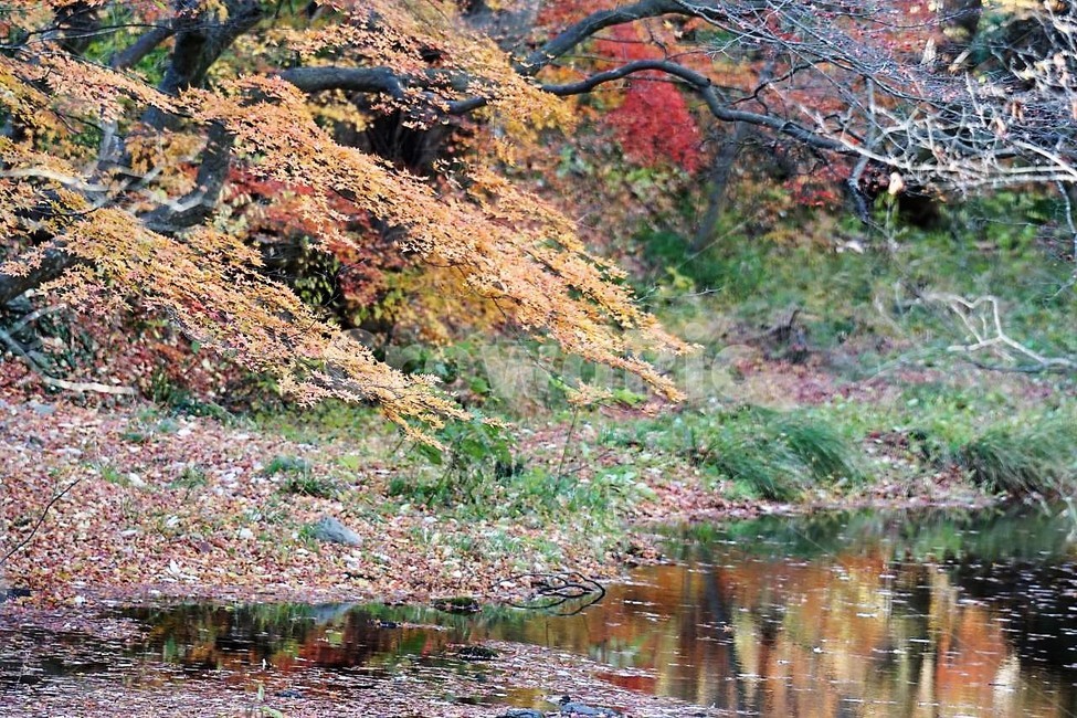 가을,나무,단풍,그림자,낙엽,season,autumn,fall,자연,계절,풍경,감성,서정,가을,계절,fall,autumn,season,자연,풍경,nature,landscape,water,물,land,땅,outdoors,옥외,plant,식물,tree