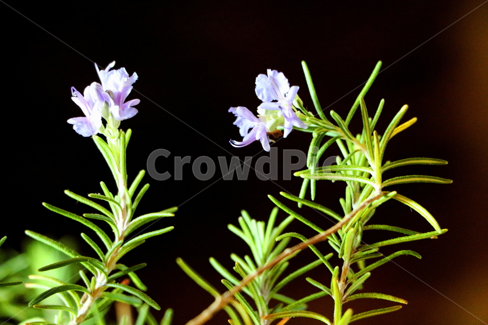 꽃,식물,봄,계절,풍경,식물,자연,plants,nature,꽃,flower