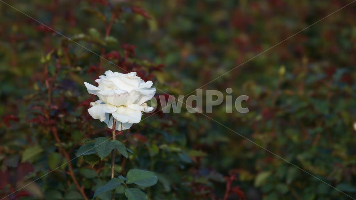 장미,꽃축제,꽃길,식물,축제,식물,자연,plants,nature,꽃,flower
