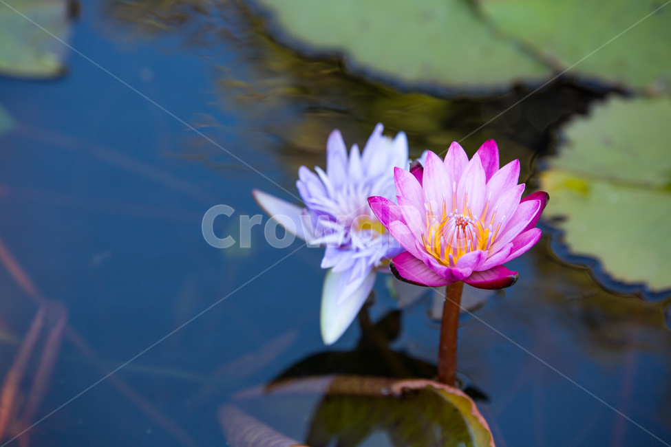 수련,plant,식물,blossom,flower,꽃,lily,식물,자연,plants,nature,꽃,flower