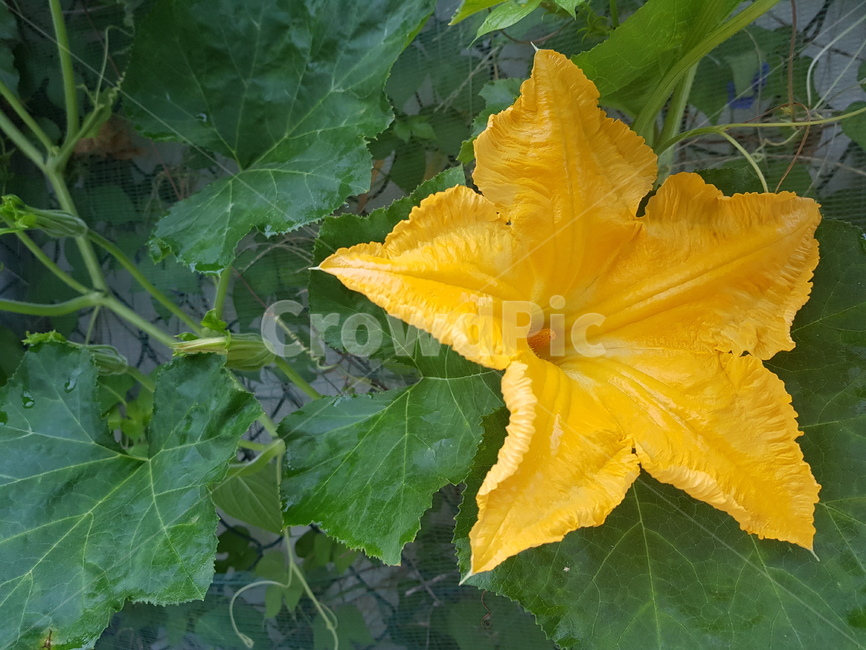 호박꽃,호박벌,담장,노란꽃,노란별,식물,자연,plants,nature,꽃,flower