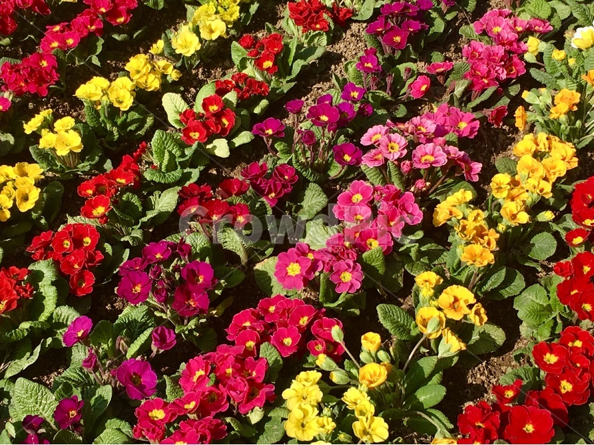 꽃,꽃배경,배경,예쁜,화사함,봄배경,식물,자연,plants,nature,꽃,flower