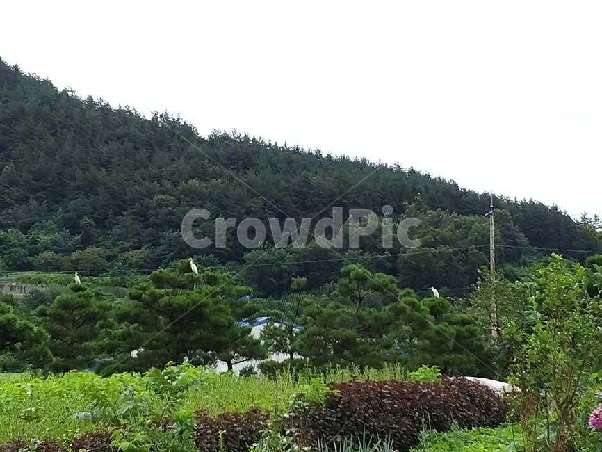 nature,자연,tree,나무,plant,식물