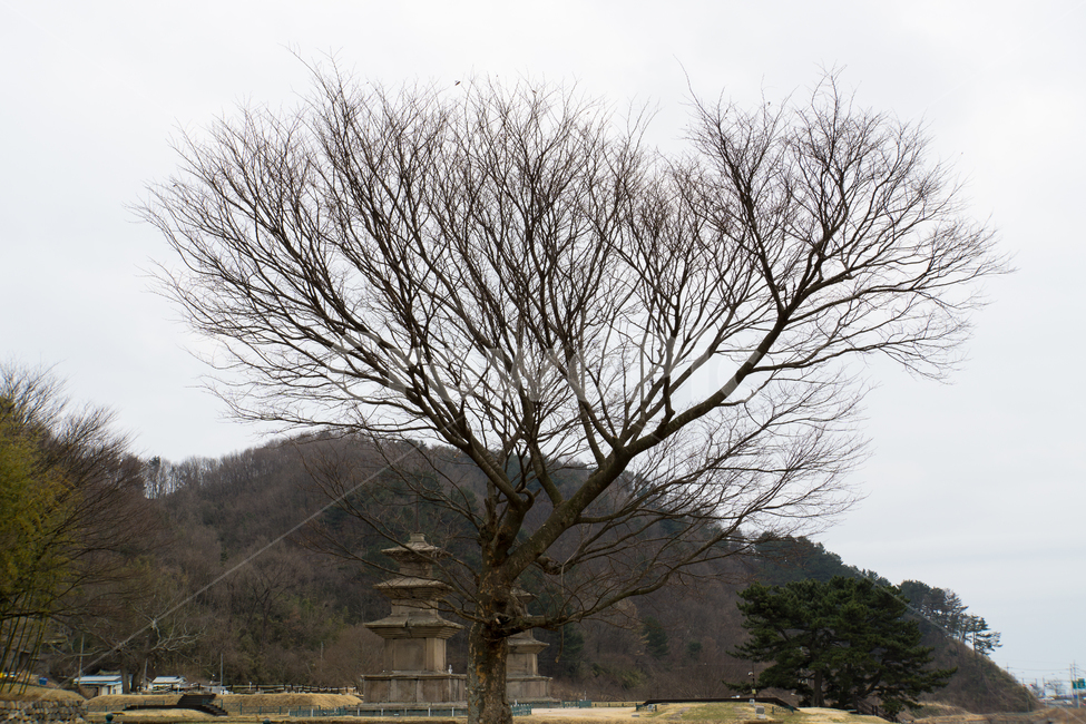고목,감은사,절터,풍경,자연,탑,석탑,3층석탑,하늘,한국전통,한국문화,korean traditional,korean culture,식물,자연,plants,nature,나무,trees,wood,종교,신앙,religion,belief,faith