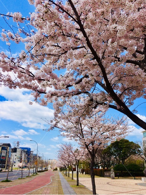 벚꽃,하늘,제주,산책,산책길,맑음,봄,계절,봄,계절,spring,season,plant,식물,flower,꽃,blossom