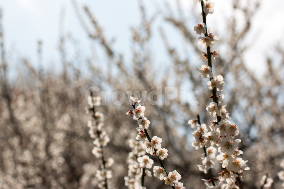 봄,매화,흰꽃,꽃망울,매화나무,식물,자연,plants,nature,꽃,flower