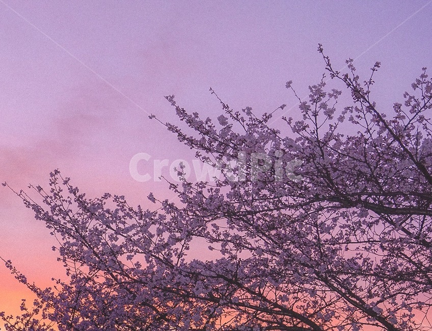 하늘,노을,벚꽃,꽃,감성,색감,풍경,flower,sky,landscape,nature,sunset,blossom,cherryblossom,봄,계절,spring,season,plant,식물