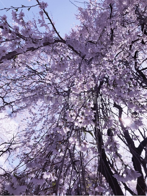 쏟아짐,행복,아름다움,빛,따뜻함,맑음,봄,계절,spring,season,식물,자연,plants,nature,꽃,flower,나무,trees,wood,plant,blossom