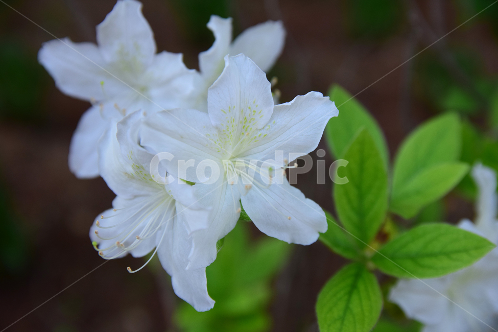 철쭉,진달래,힌철쭉,꽃,자연,식물,힌,white,나무,힌꽃,nature,flower,꽃잎,plant,바탕,색감,감성,식물,자연,plants,nature,꽃,flower