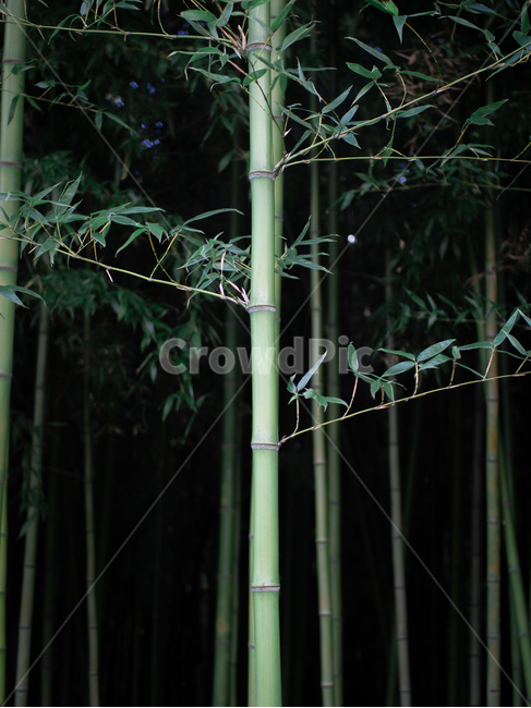 대나무,bomboo,나무,자연,식물,plant,식물,자연,plants,nature,나무,trees,wood