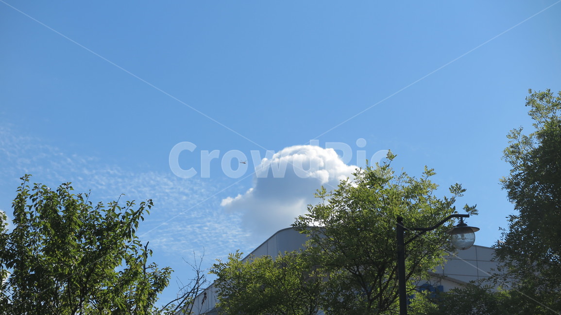 가을,구름,잠자리,비행기,푸른하늘,자연,풍경,nature,landscape,outdoors,옥외,weather,날씨