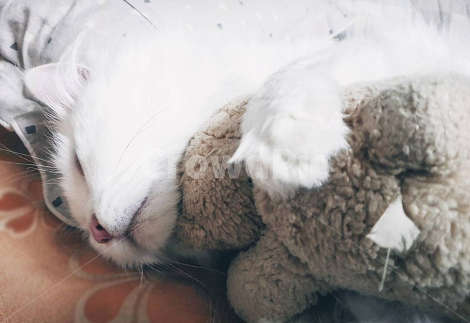 고양이,터키쉬앙고라,꿈,하얀고양이,잠자는고양이,곰돌이,동물,cat