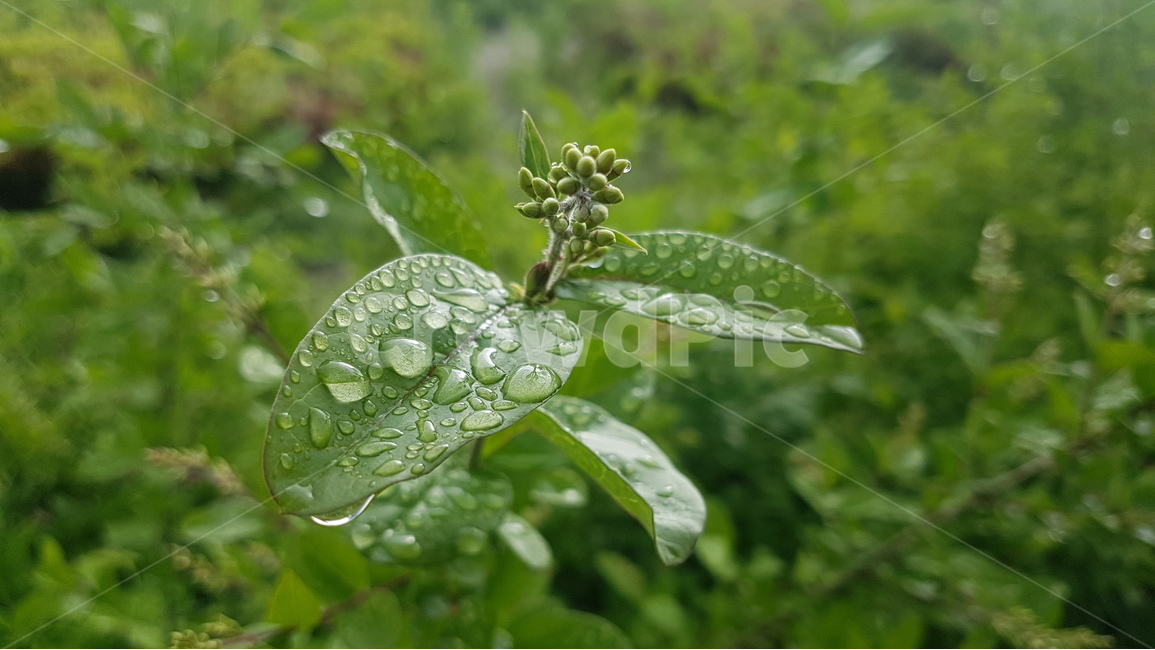 자연,풀잎,풀,비,빗방울,식물,초록,nature,rain,plants,식물,자연,plants,nature,비,비오는날,rain,rainy