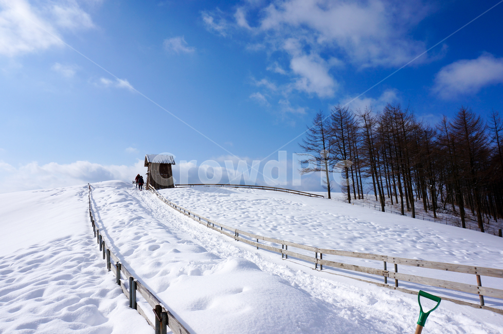 nature,자연,tree,나무,outdoors,옥외,눈,ice,겨울,대관령양떼목장,양떼목장,겨울,계절,winter,season