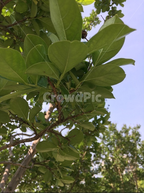 leaf,잎,plant,식물,tree,brench,가지,나무