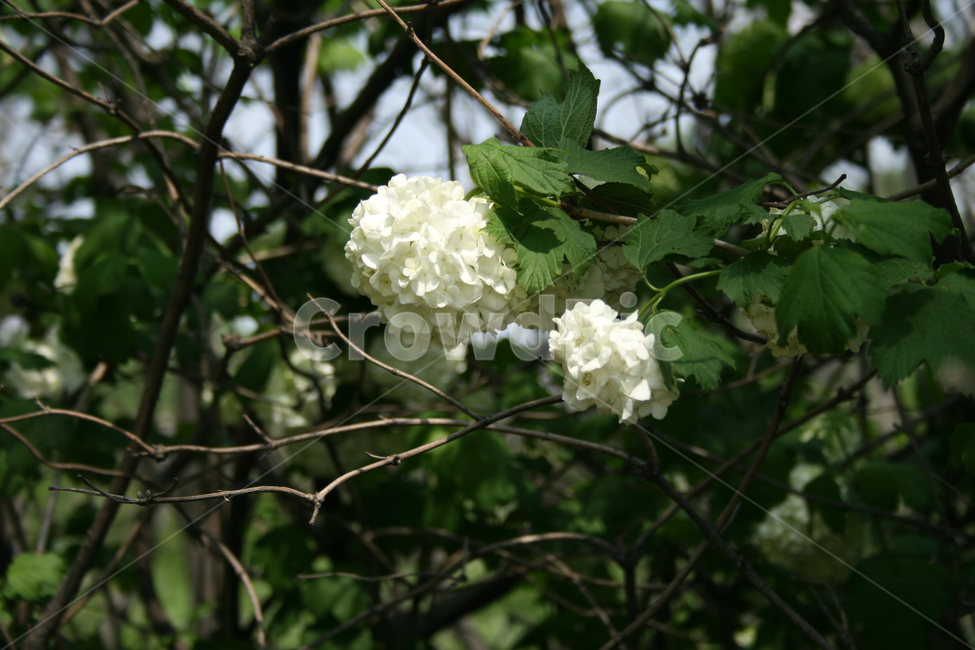 식물,flower,꽃,불두화,꽃송이,하얀꽃,식물,자연,plants,nature,꽃,flower