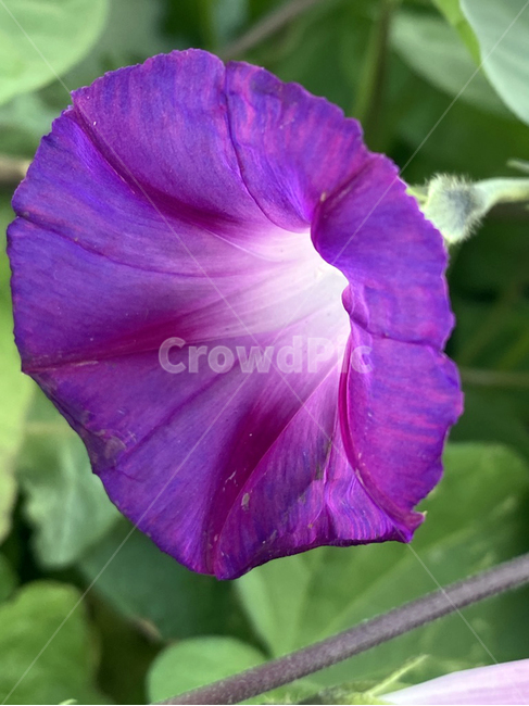꽃,식물,flower,나팔꽃,보라색꽃,접사컷,plant,식물,자연,plants,nature,꽃,flower