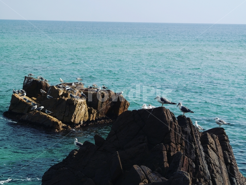 동해,바다,여행,바위,갈매기,푸르른,동해바다,푸른바다,하늘,자연,풍경,nature,landscape,동물,animal,조류,새,birds,promontory,곶,bird,outdoors,옥외,sea,water,물,ocean,대양
