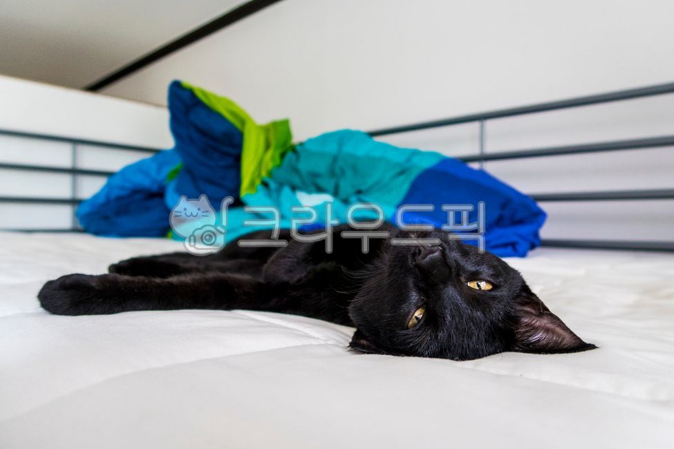 고양이,검은고양이,침대,furniture,cat,catstagram,animal,반려묘,반려동물