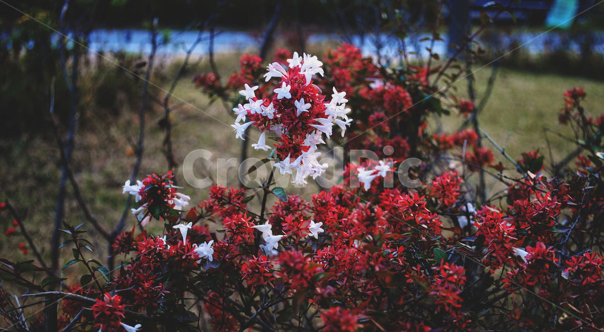꽃,자연,식물,flower,plants,nature,야생화,들꽃,아벨리아,꽃댕강나무,탄생화,가을꽃,abelia,관목,빈티지,추운,어두운,스산한,붉은색,빨강,빨간색꽃,하얀꽃,식물,자연,plants,nature,꽃,flower