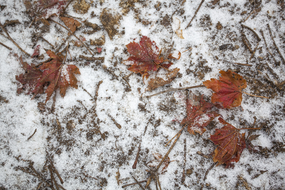 낙옆,눈낙옆,단풍잎,겨울,감성,추위,겨울,계절,winter,season