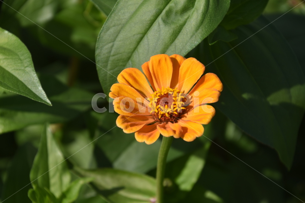 plant,식물,꽃,데이지,백일홍,식물,자연,plants,nature,꽃,flower