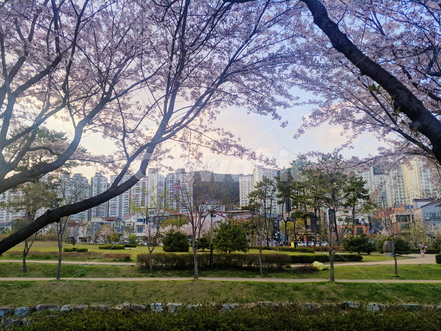 자연,꽃,풍경,배경,봄