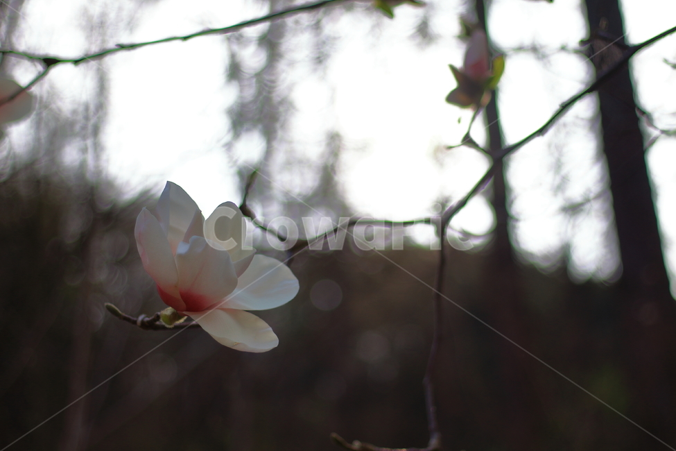 목련,봄,식물,꽃,꽃사진,봄,계절,spring,season,식물,자연,plants,nature,꽃,flower,plant,blossom