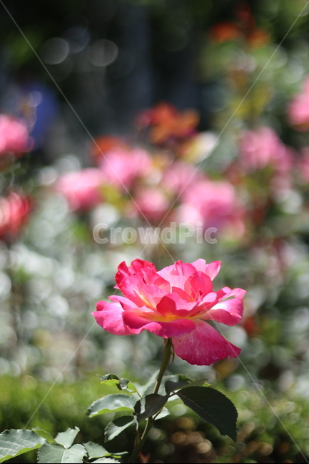 장미,꽃,풍경,핑크,5월,식물,자연,plants,nature,꽃,flower