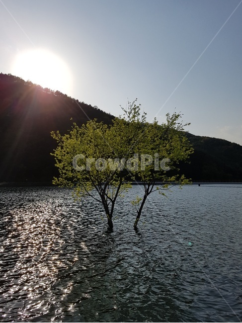 light,빛,flare,플레어,자연,나무,trees,wood