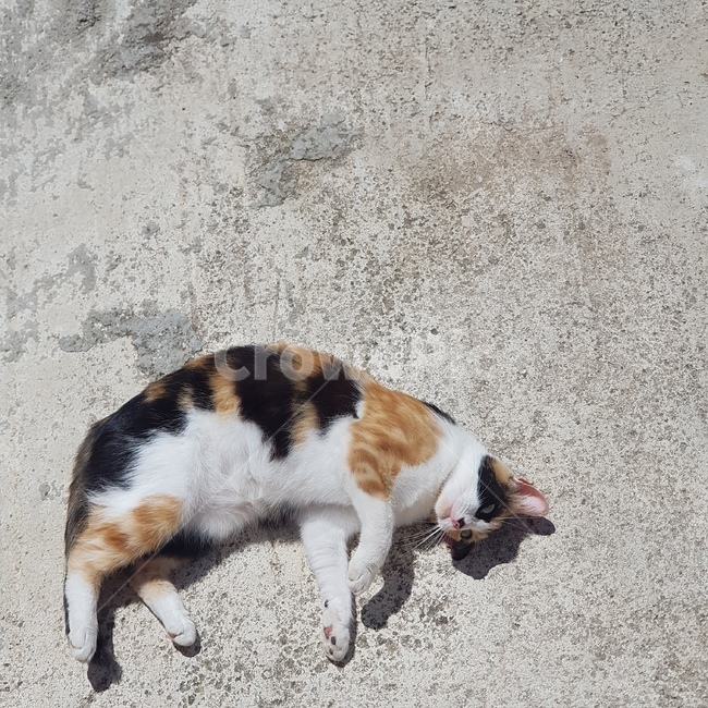 고양이,길냥이,길고양이,나른한오후,나른함,뒹굴뒹굴,동물,animal,포유류,mammal,고양이,cat,kitten,kitty