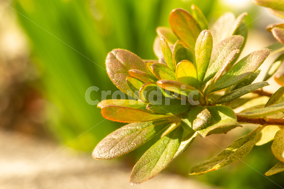태양,잔디,풀,자연,공원,매크로,확대,식물,자연,plants,nature