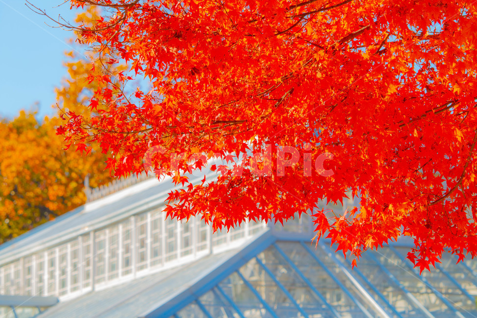 가을,낙엽,단풍,maple,leaf,잎,plant,식물,tree,나무,가을,계절,fall,autumn,season,식물,자연,plants,nature