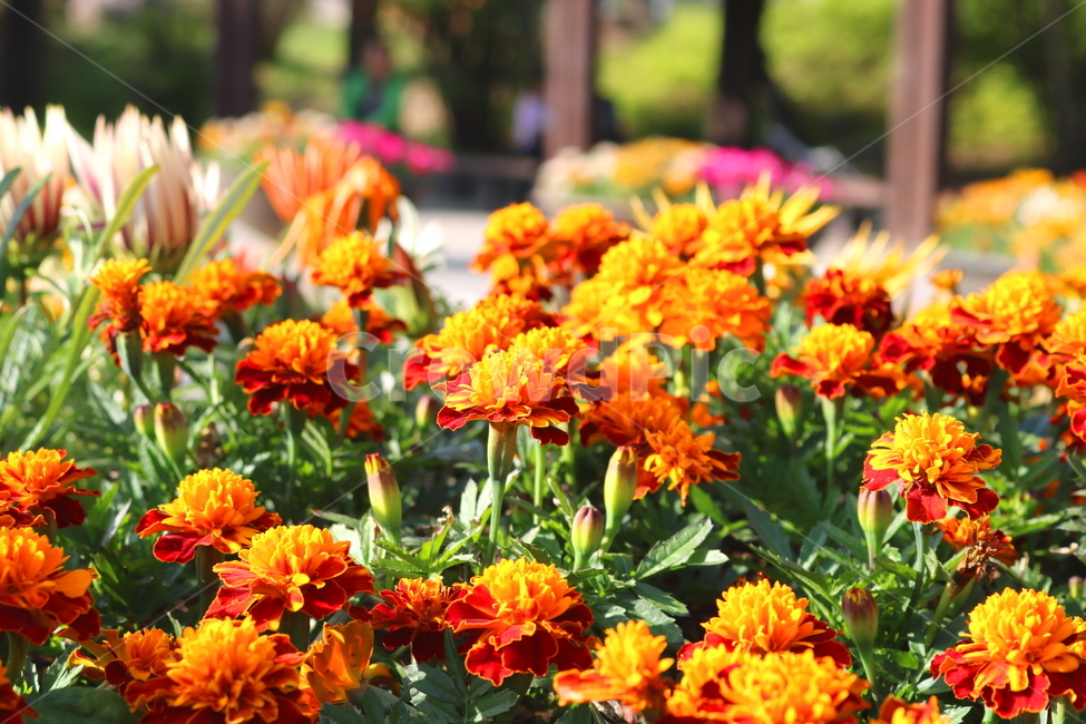 메리골드,메리골드꽃,꽃,식물,국화과,관상용,원예,식물,자연,plants,nature,꽃,flower