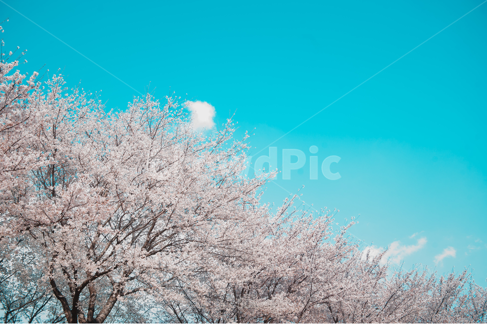벚꽃,자연,나무,봄,공원,하늘,배경,봄,계절,spring,season,plant,식물,flower,꽃,blossom