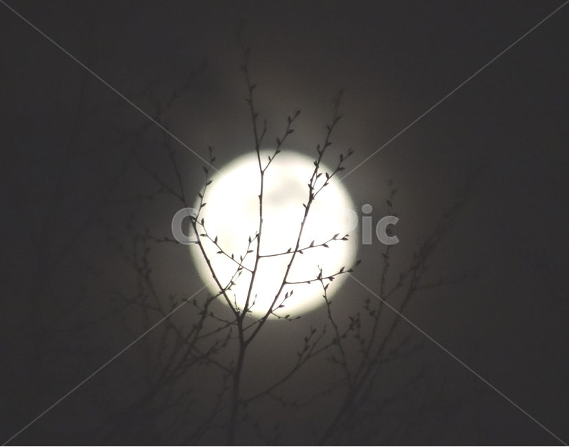달,moon,감성사진,감성,밤하늘,나무,밤,하늘,밤감성,풍경,moonnight,감성사진,moonnight,자연,풍경,nature,landscape,야경,밤,nightscape,night,감성,sensible,feeling,outdoors,옥외