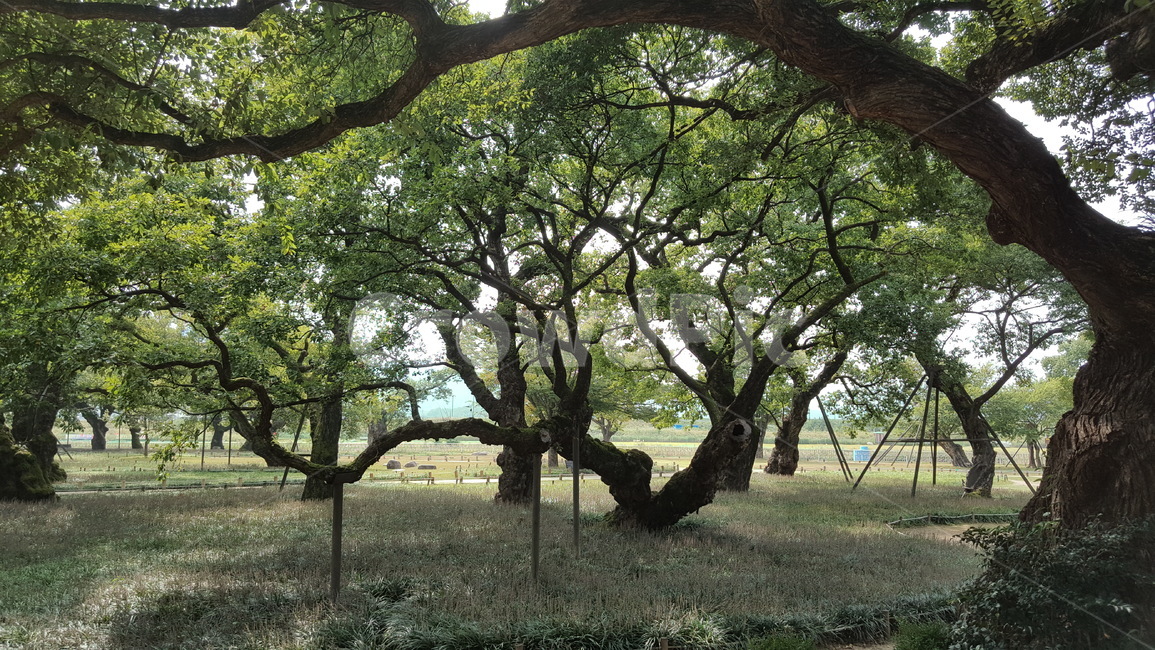 숲,나무,자연,경치,숲속,여유,힐링,자연,풍경,nature,landscape,식물,plants,나무,trees,wood,tree,tree trunk,나무 줄기,plant