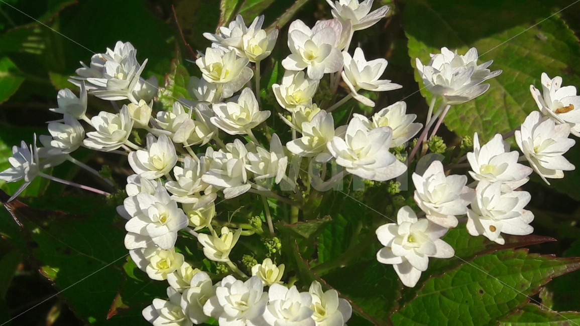 수국,꽃,가을,대공원,수목원길,식물,자연,plants,nature,꽃,flower