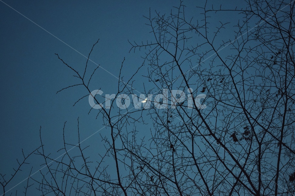 달,초승달,나무,가지,밤,저녁,야경,밤,풍경,nightscape,night,landscape,nature,자연,outdoors,옥외,universe,우주,astronomy,천문학,outer space,대기권 밖