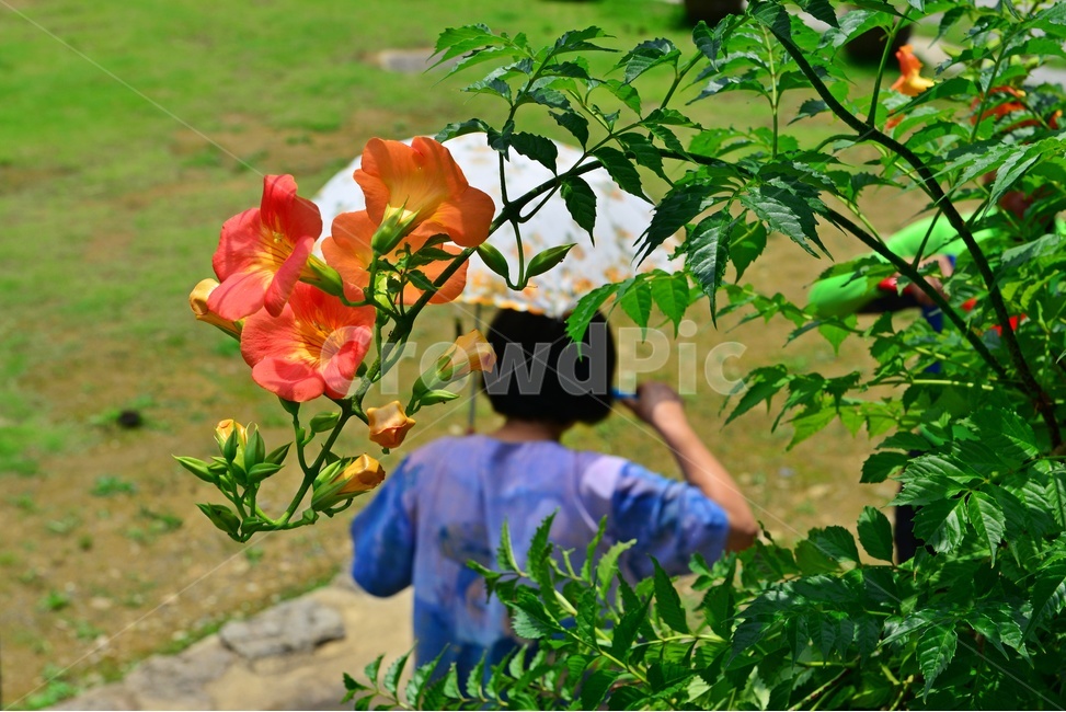 human,인간,person,사람,plant,식물,flower,blossom,꽃,능소화,여름,여름꽃,우산,물,바가지,식수