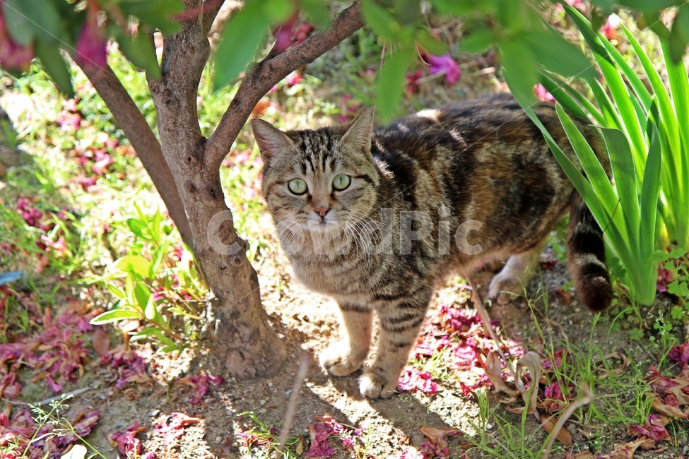 고양이,귀여운고양이,cat,집고양이,cutecat,동물,animal,포유류,mammal,고양이,cat,kitten,kitty