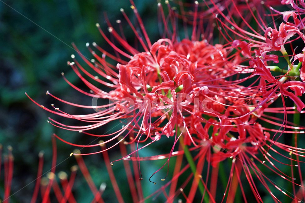 꽃무릇,상사화류,석산,독무릇,산오독,산두초,redspiderlily,가을,빨간꽃,식물,화단용,꽃꽂이용,식물,자연,plants,nature,꽃,flower