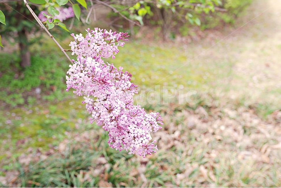 spring flowers,pink,background,Emotion,flower,Emotional photo