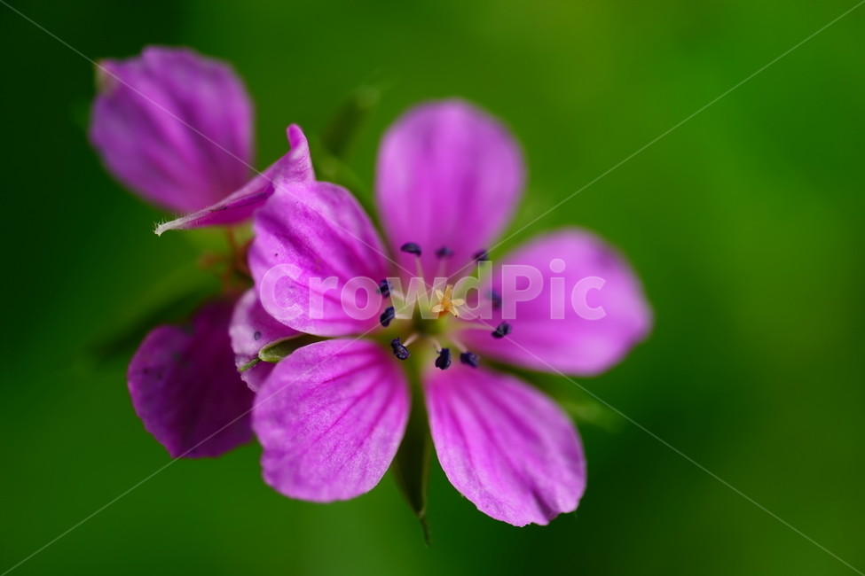쥐손이풀,꽃,플라워,가을꽃,가을,autumn,fall,식물,plants,flower,closeup,접사,자연,nature,꽃사진,9월,September,식물,자연,plants,nature,꽃,flower