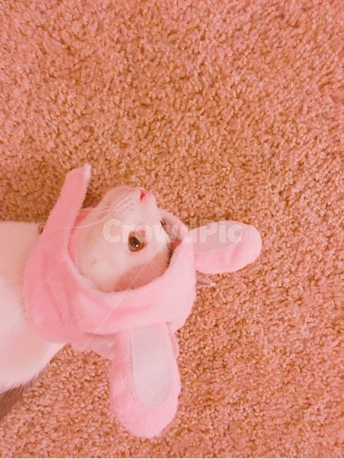 고양이,동물,애완동물,반려묘,pet,cat