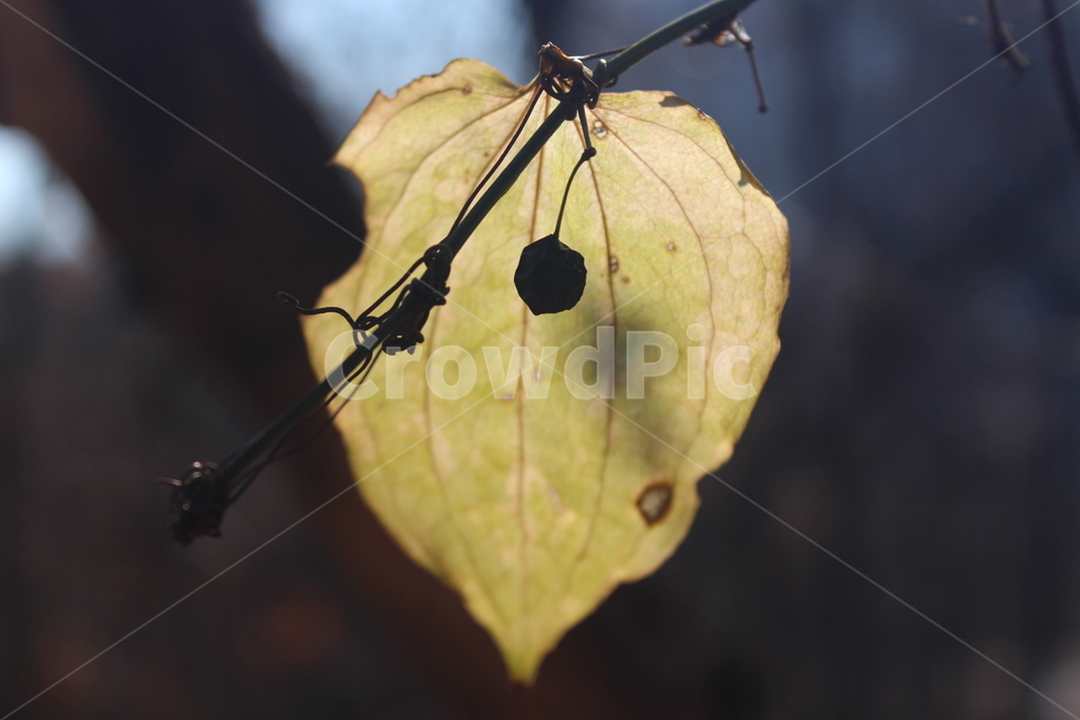 leaf,plant,식물,tree,잎