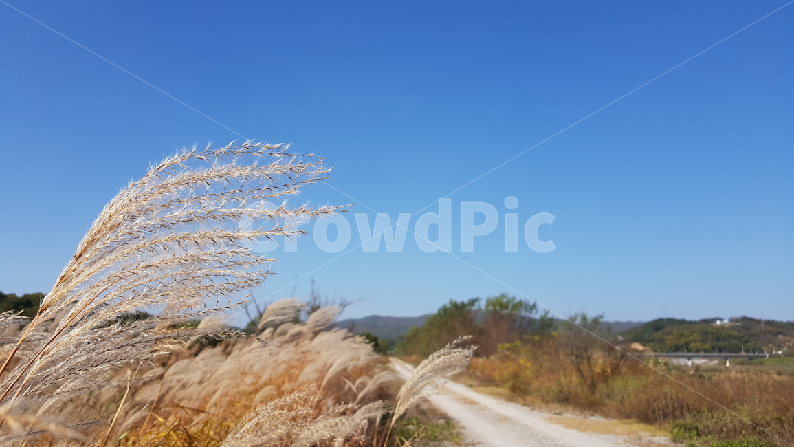푸른하늘,강둑,억새,길,silvergrass,road,가을,계절,fall,autumn,season