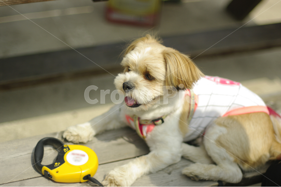 강아지,의자,나무,산책,더위,메롱,휴식,테이블,동물,animal,포유류,mammal,개,강아지,dog,doggy