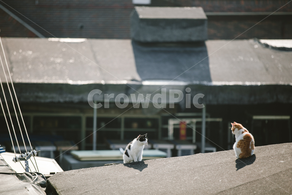 고양이,동물,길고양이,뒷모습,귀여운,반려묘,동물,animal,포유류,mammal,고양이,cat,kitten,kitty