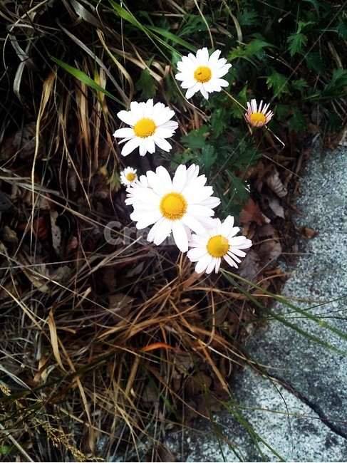 들꽃,꽃,흰꽃,노란꽃,활짝핀,식물,자연,plants,nature,꽃,flower